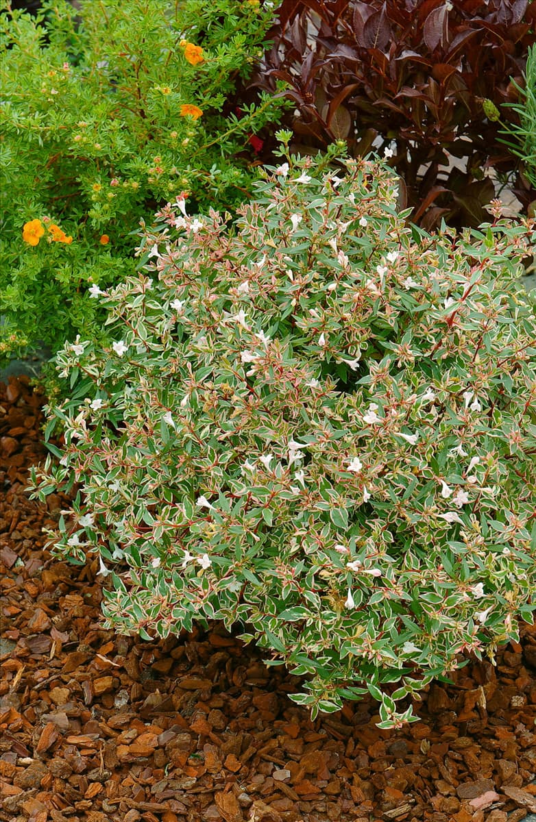 Abelia grandiflora 'Confetti' Abelie 'Confetti'