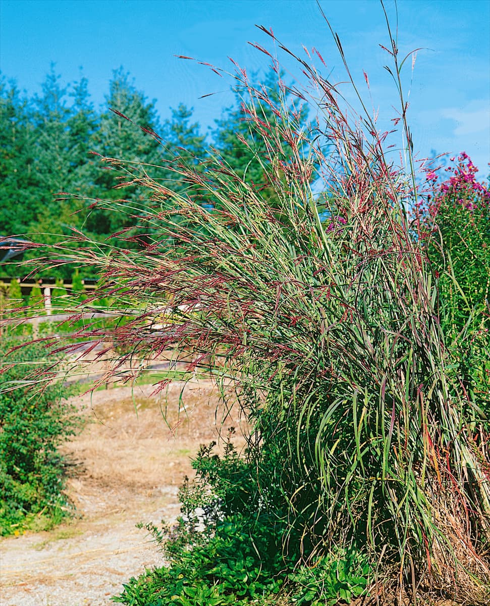 Andropogon gerardii Gerards Blauhalm