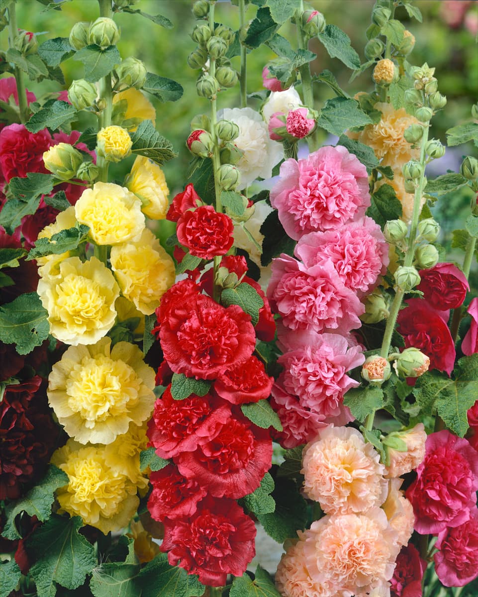 Alcea rosea Chater's mixed