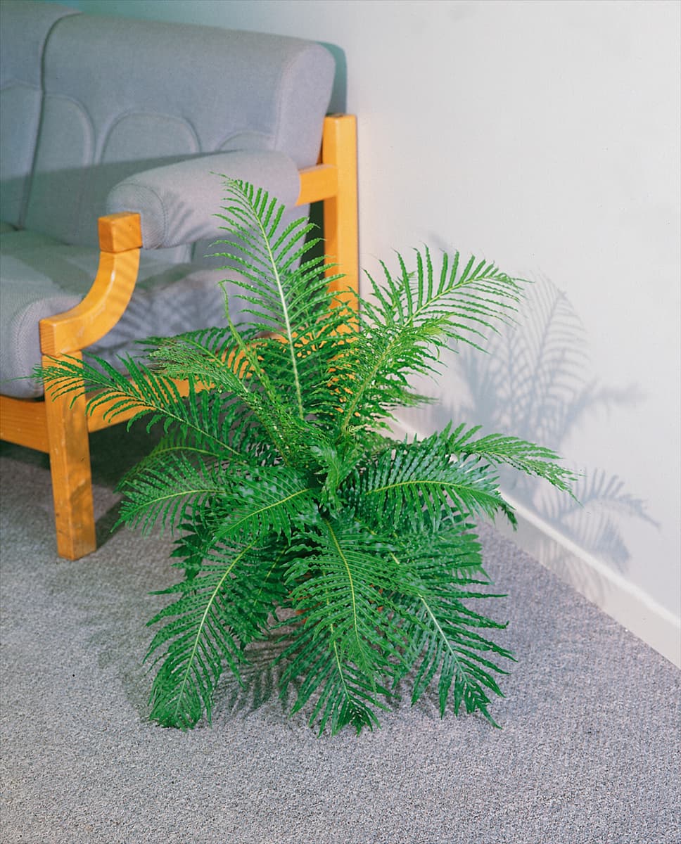Blechnum gibbum 'Silver Lady' Rippenfarn 'Silver Lady'