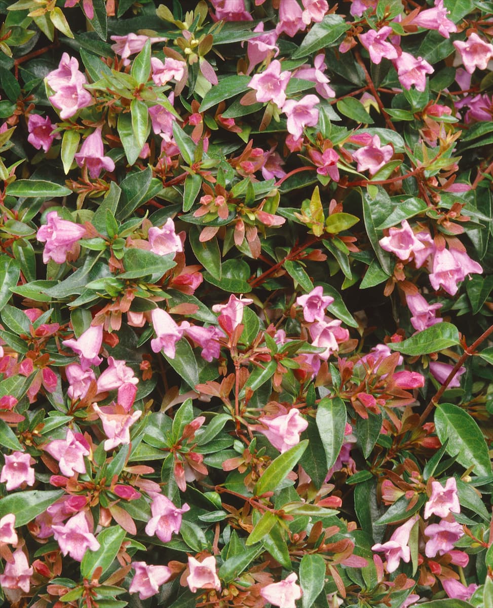 Abelia grandiflora 'Edward Goucher' Abelie 'Edward Goucher'