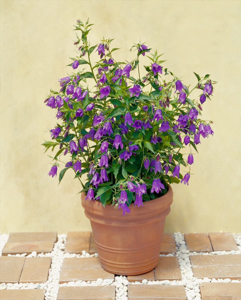 Campanula punctata Kent Belle im Topf