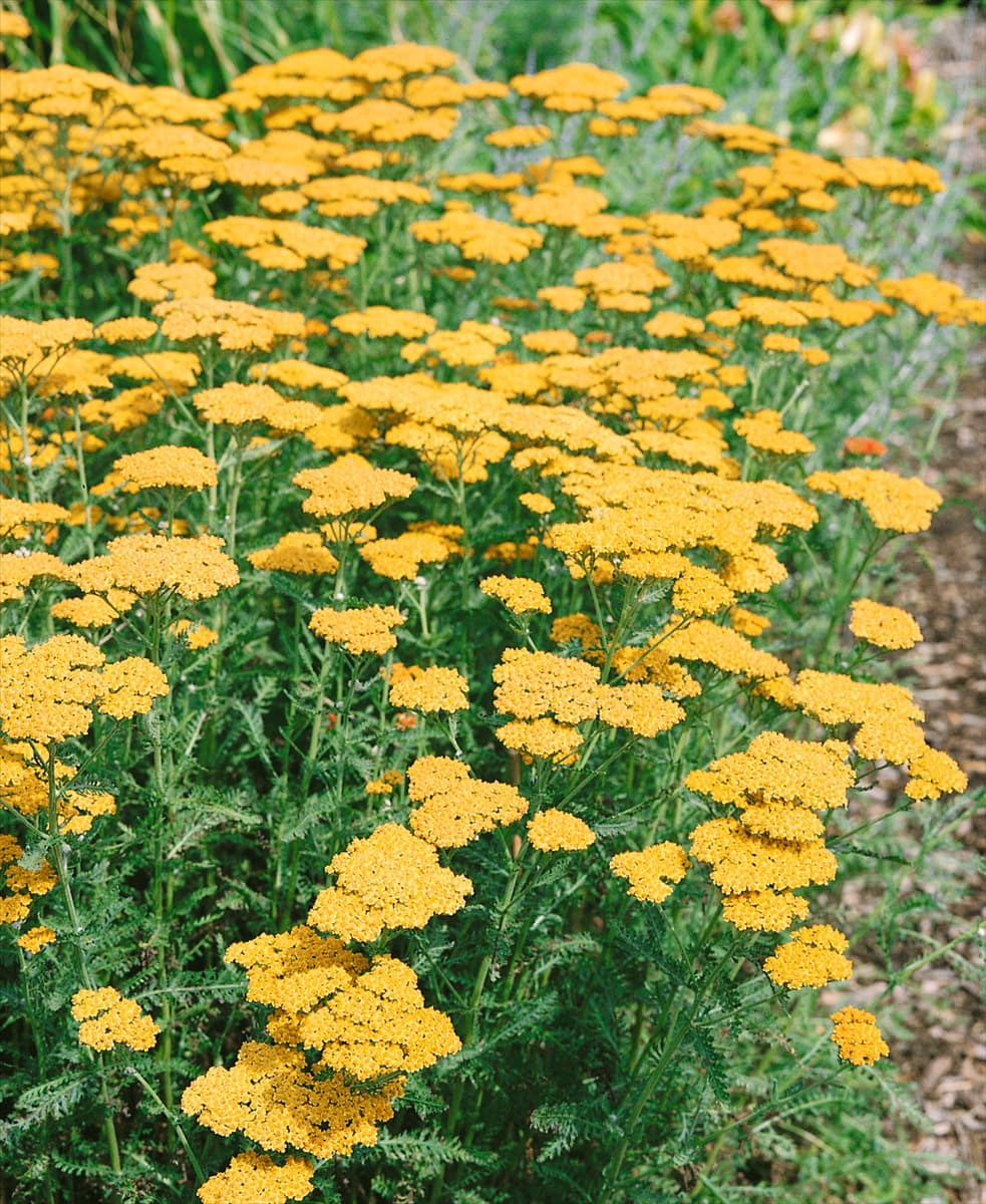 Achillea filipendulina 'Altgold' Hohe Garten-Gold-Garbe 'Altgold'