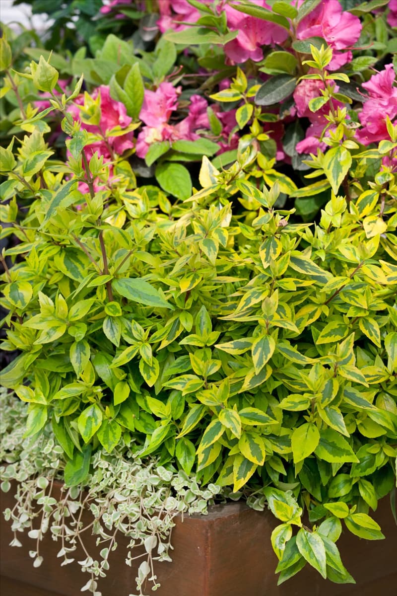 Abelia grandiflora 'Kaleidoscope'(s) Großblumige Abelie