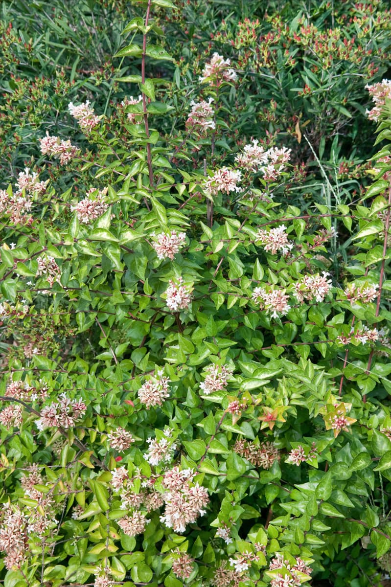 Abelia grandiflora 'Lynn Pinky Bells'® Abelie 'Lynn Pinky Bells'®