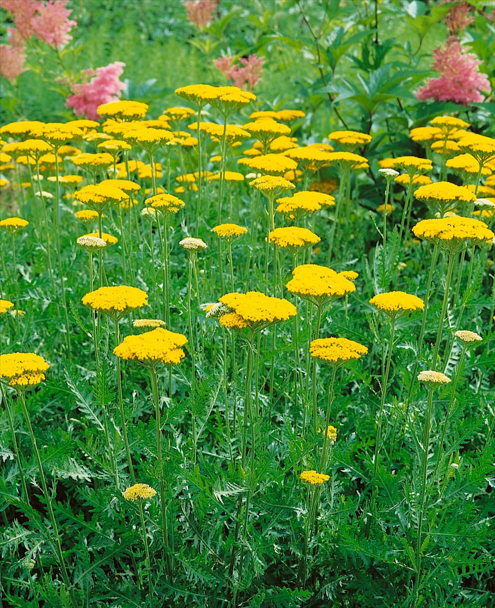 Achillea filipendulina 'Summer Gold'® Hohe Gold-Garbe 'Summer Gold'®