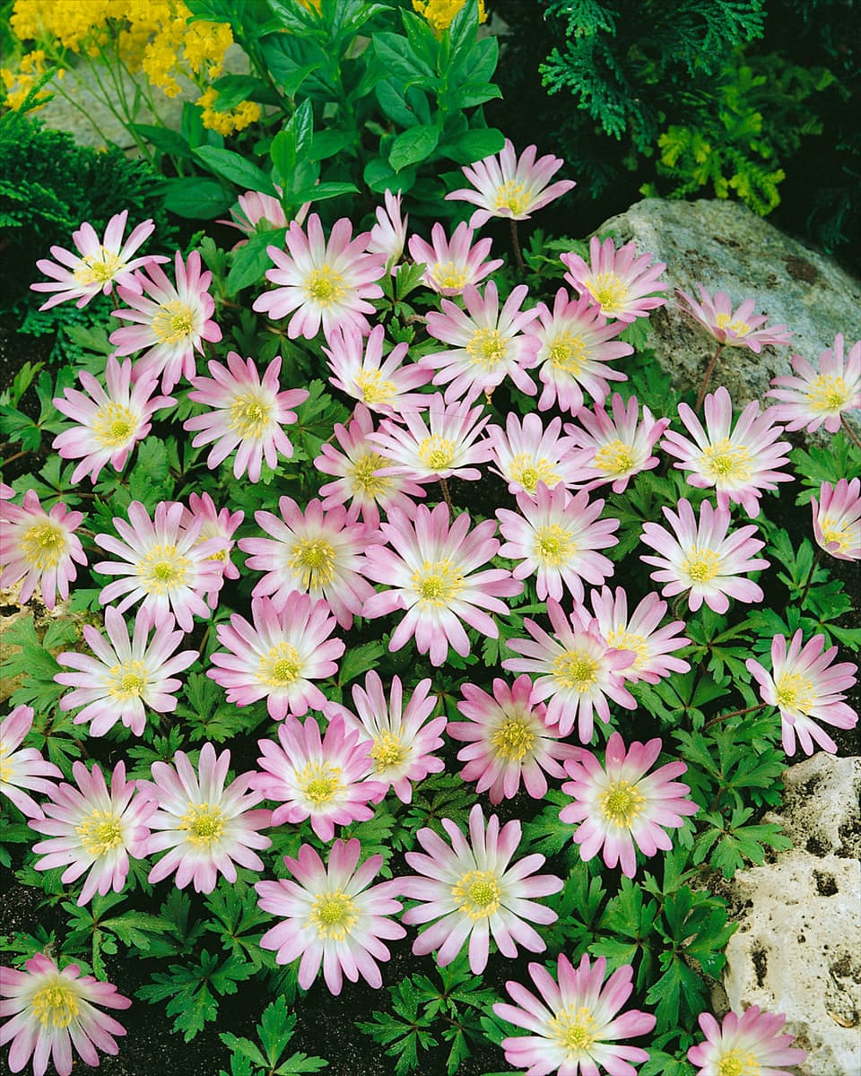 ANEMONE BLANDA "CHARMER"
