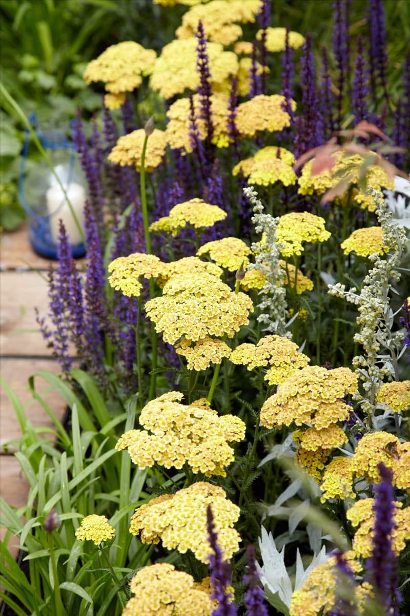 Achillea millefolium Schafgarbe