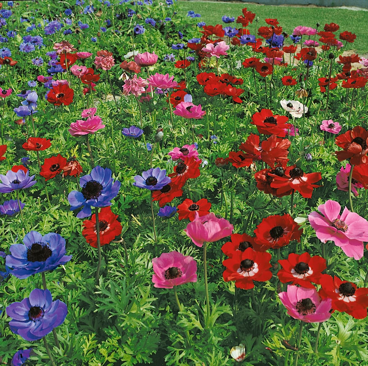 ANEMONE CORONARIA DE CAEN