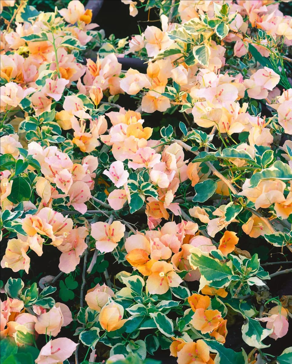 Bougainvillea glabra Variegata