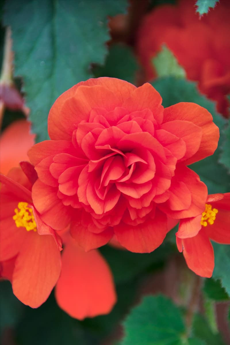 Begonia pendula Waterfall ® Victoria Falls Dark Orange