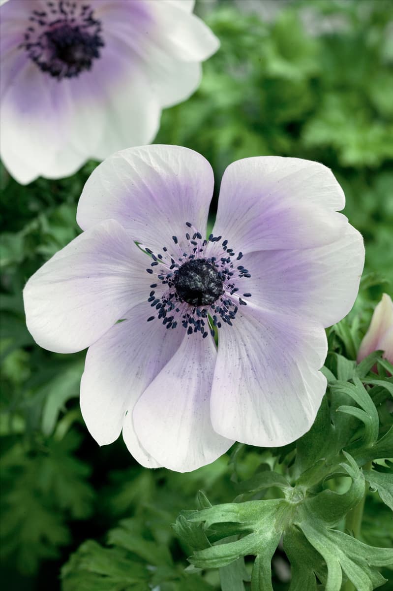 Anemone coronaria Harmony Pearl
