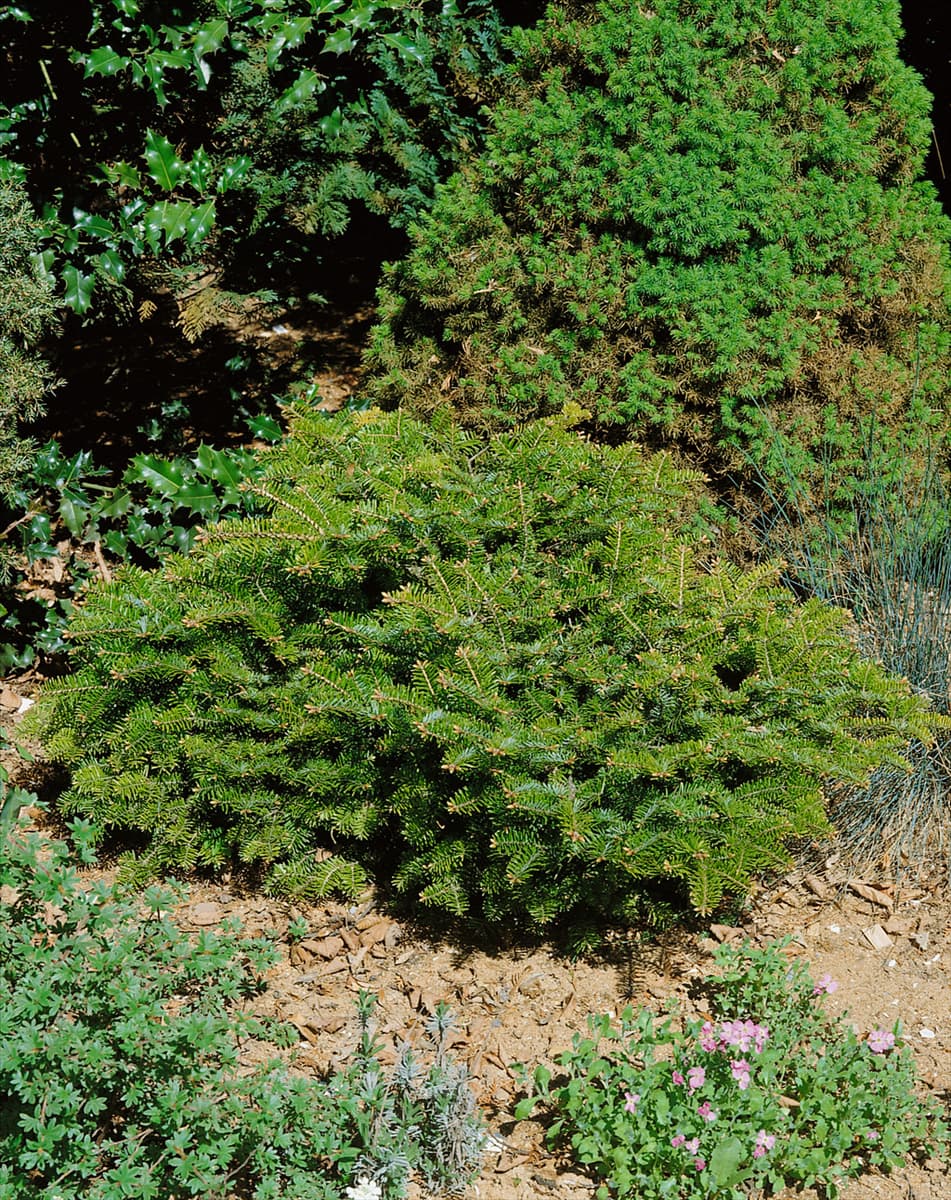 Abies alba 'Barabit's Spreader