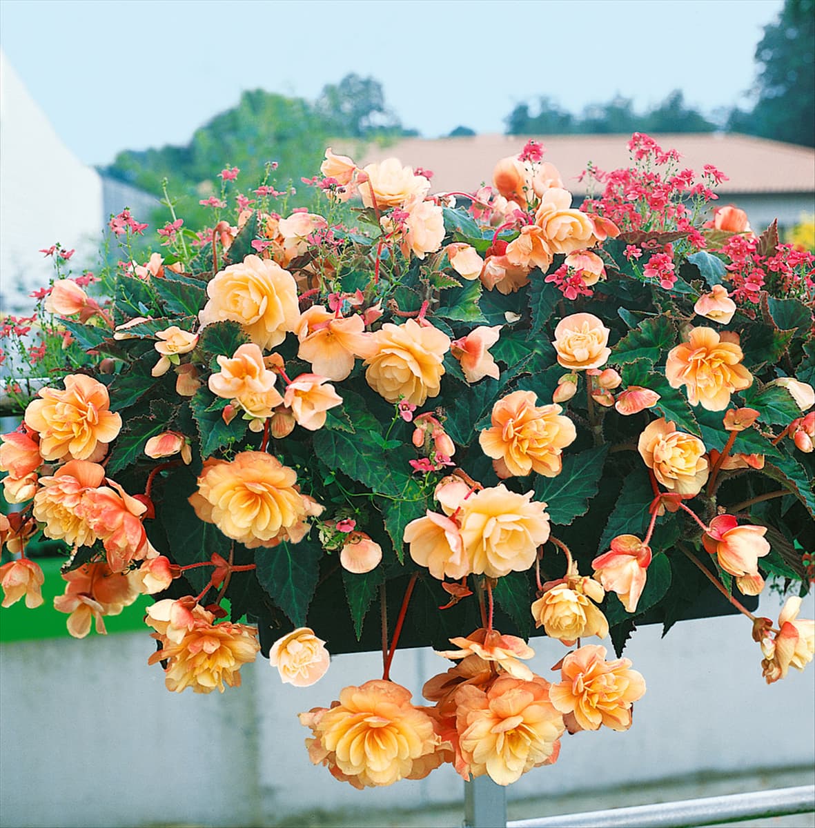 Begonia Champagner und Diascia elegans Sunchimes Peach in Blumenkisterl