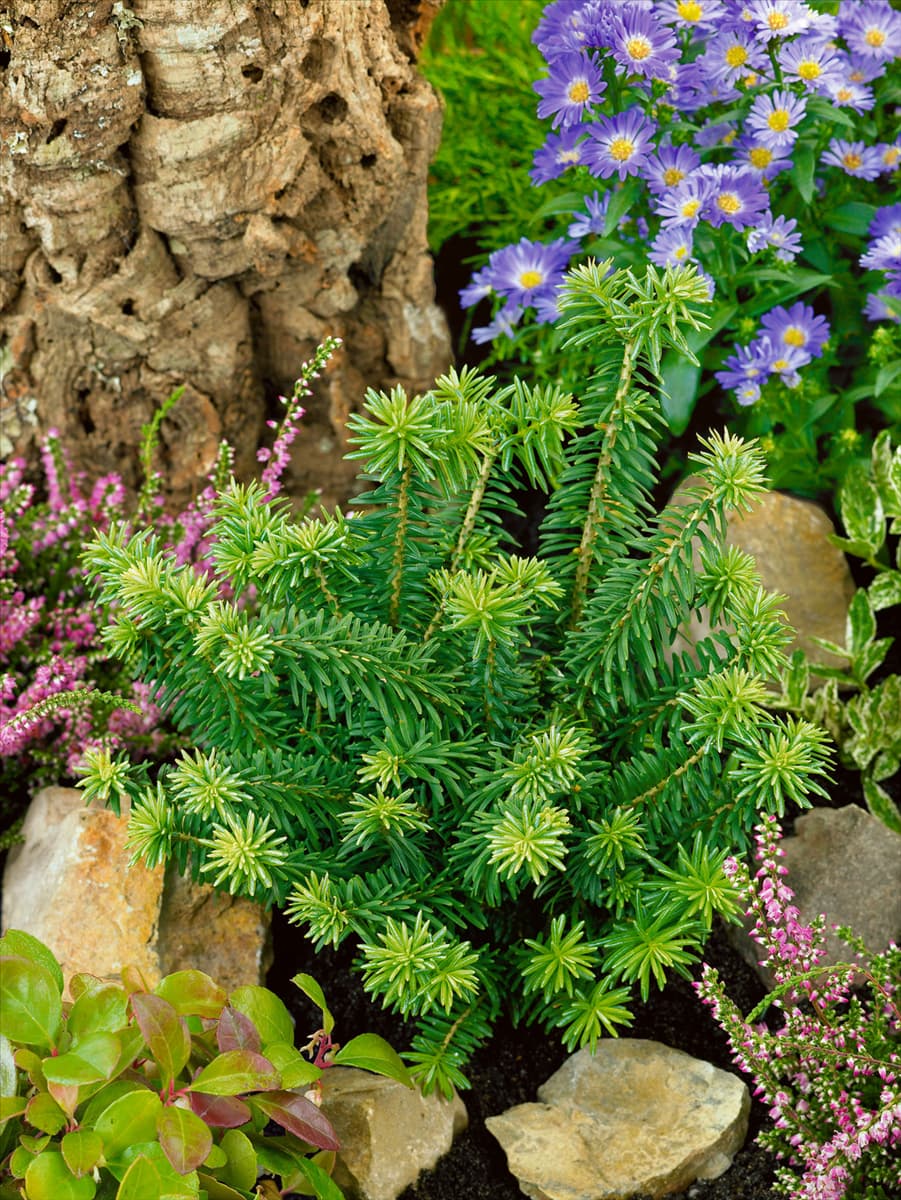 Abies balsamea 'Nana' Niedere Balsamtanne 'Nana'