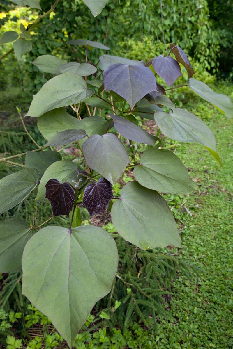 Catalpa x erubescens Purpurea