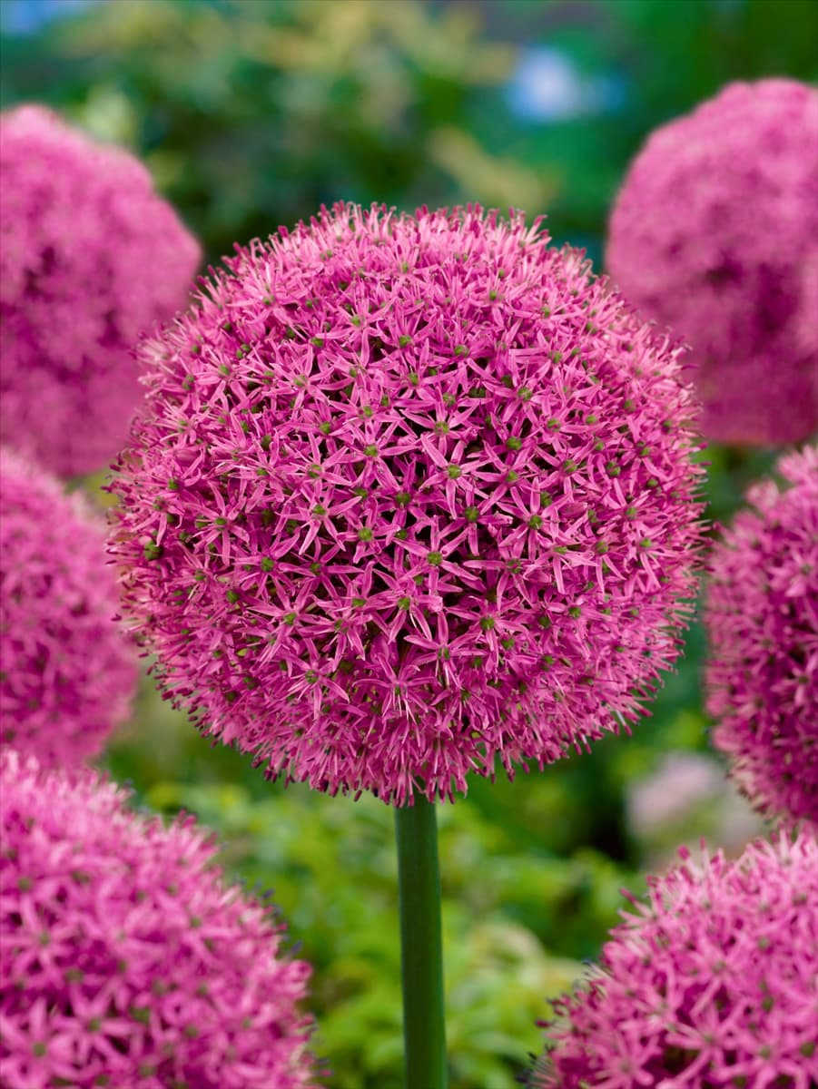 Allium aflatunense 'Gladiator' Garten-Kugel-Lauch 'Gladiator'