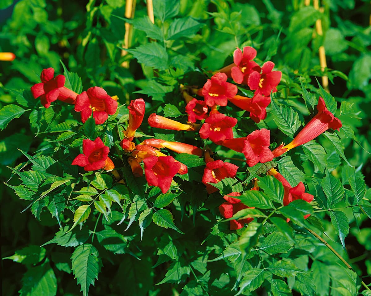 Campsis x tagliabuana 'Fire Trumpet Vine'® Trompetenblume 'Fire Trumpet Vine'®