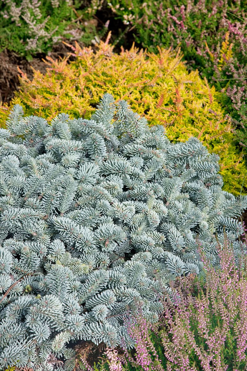 Abies procera Blaue Hexe