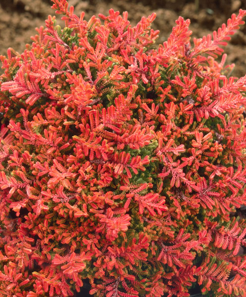 Calluna vulgaris 'Laubschöne' Besenheide