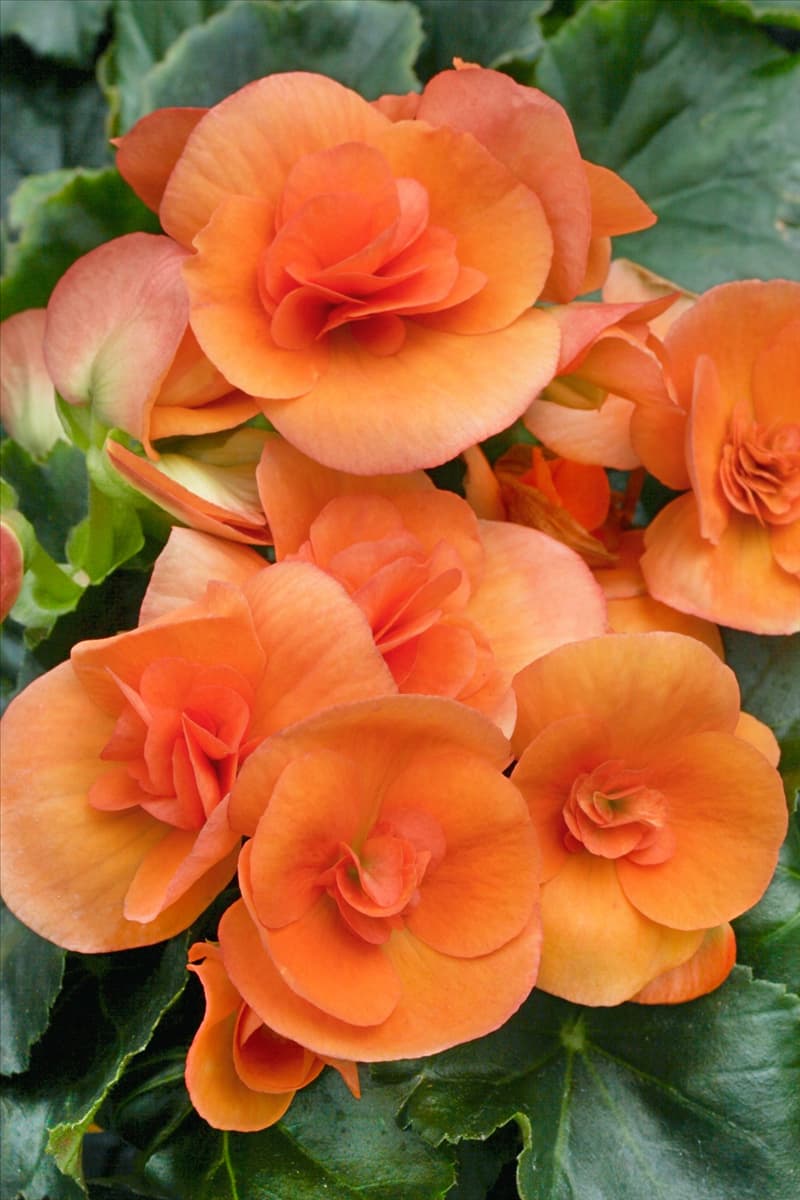 Begonia elatior 'Batik' Begonie 'Batik'