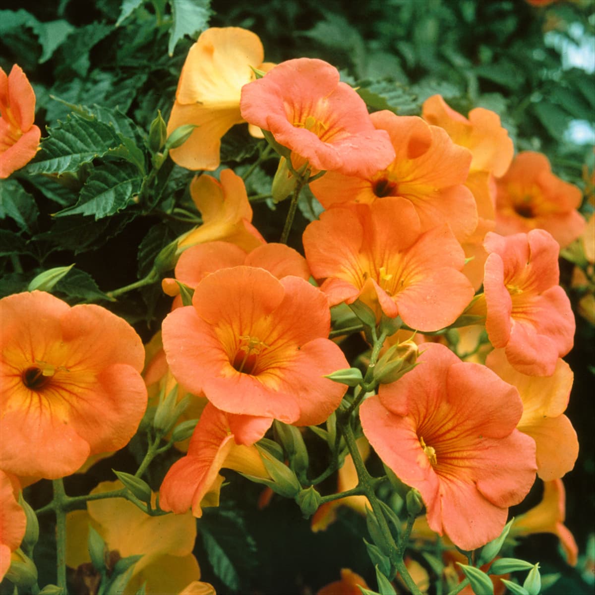 Campsis x tagliabuana 'Summer Jazz Gold'® Trompetenblume 'Summer Jazz Gold'®