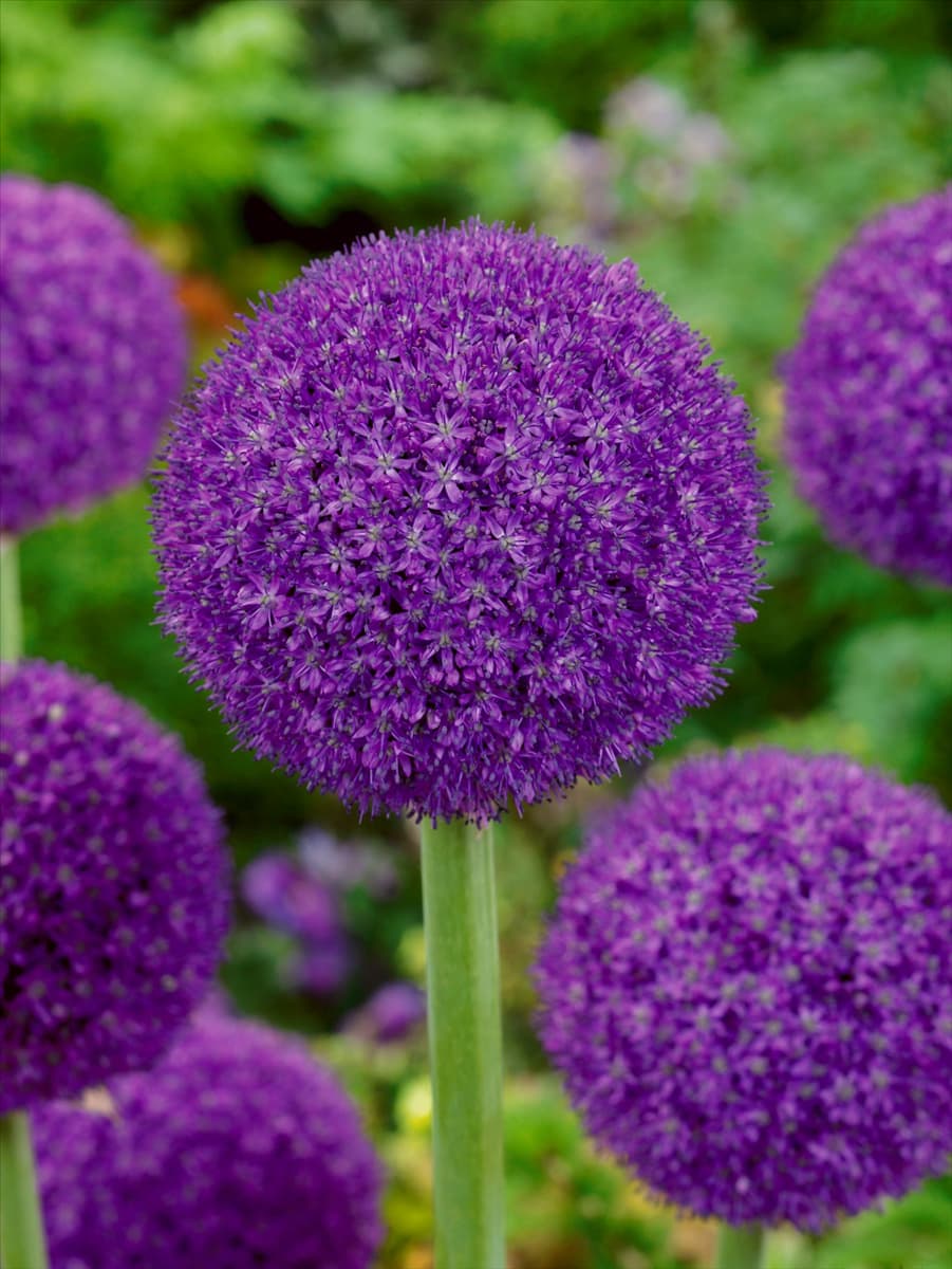 Allium 'Ambassador'® Zierlauch 'Ambassador'®