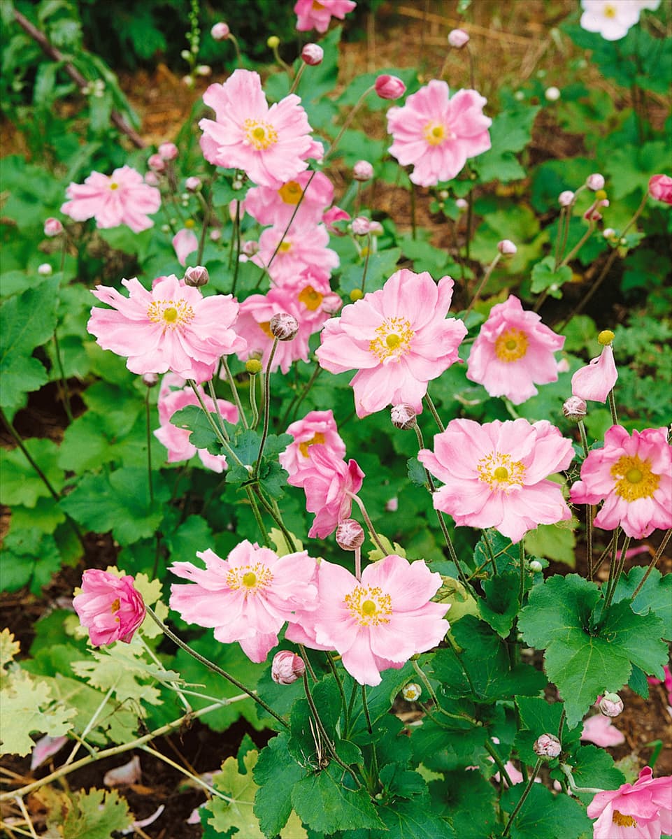 Anemone x hybrida Rosenschale / Pink Shell