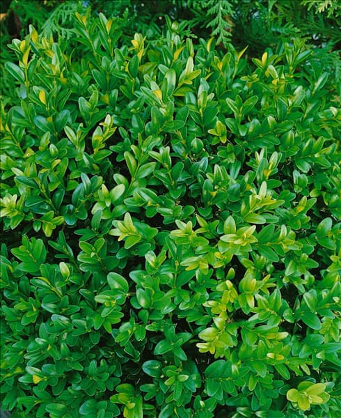 Buxus sempervirens 'Angustifolia'