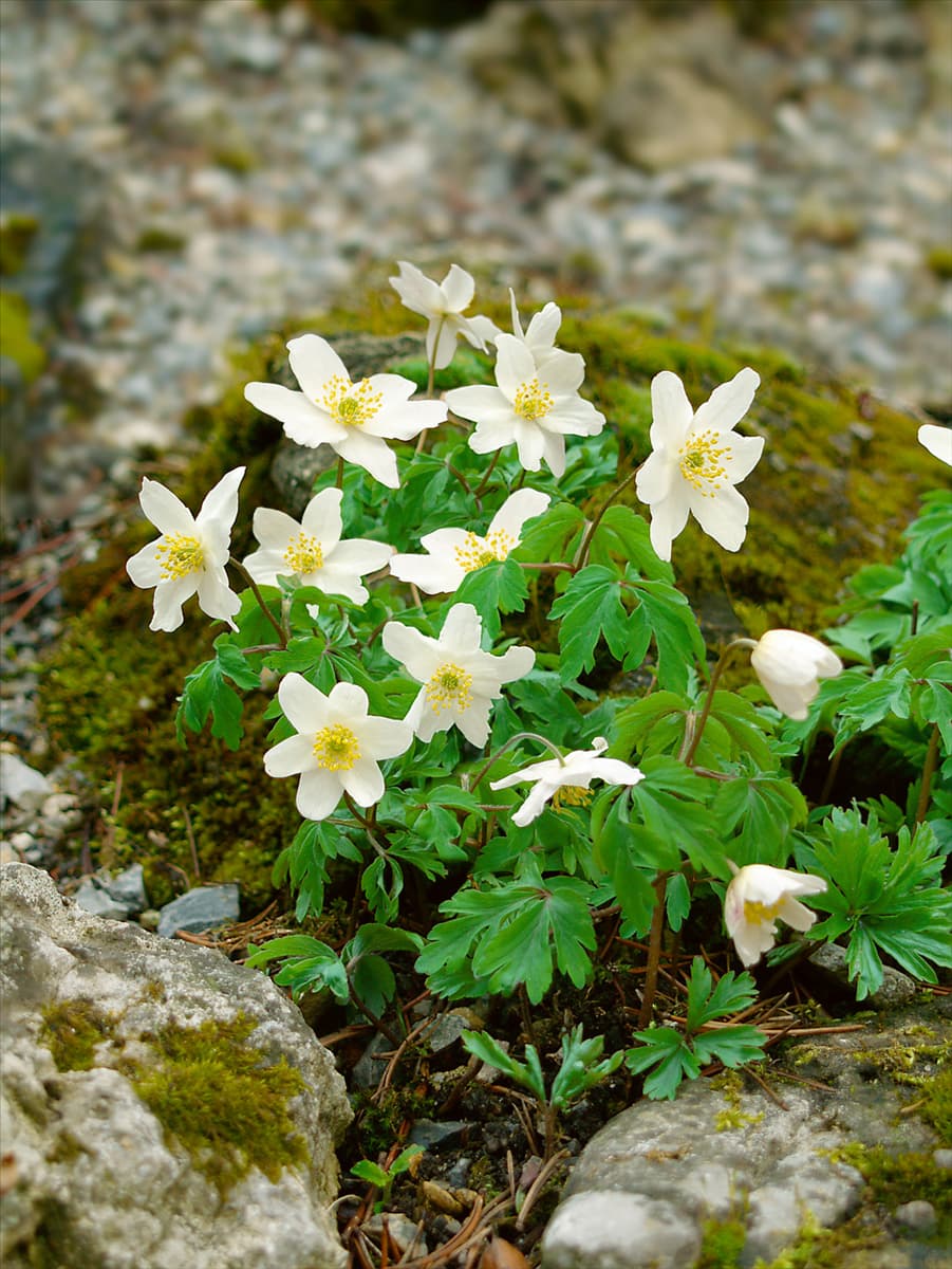 Anemone nemorosa