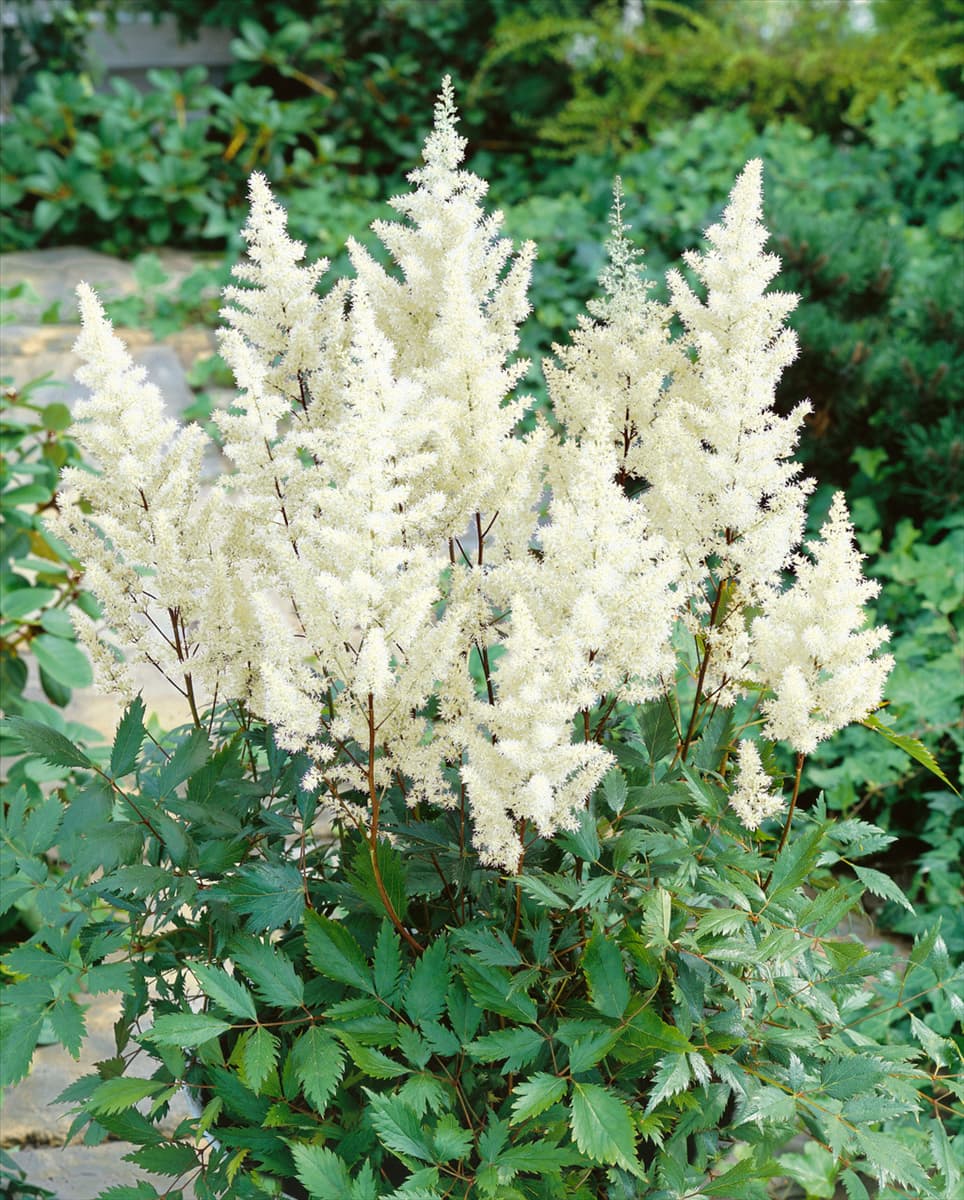 Astilbe chinensis Diamonds and Pearls