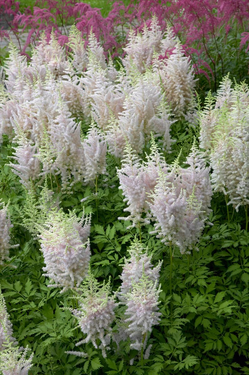 Astilbe chinensis Milk and Honey