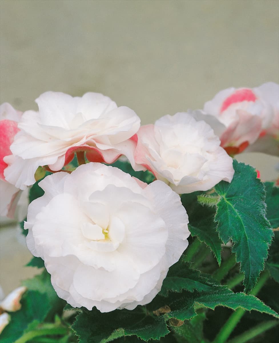 Begonia odorata 'Angelique' Duft-Begonie 'Angelique'