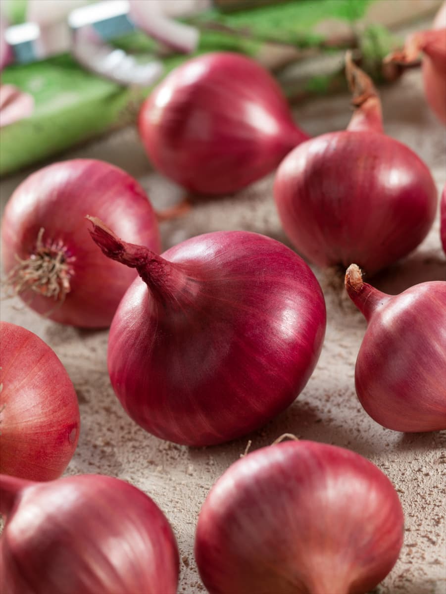 Allium cepa 'Roter Wiener' Zwiebel 'Roter Wiener'