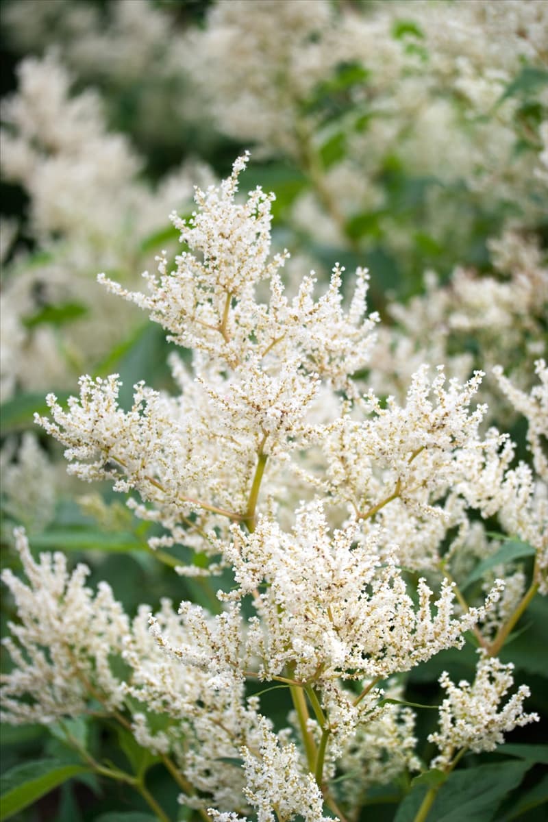 Aconogonon Johanniswolke