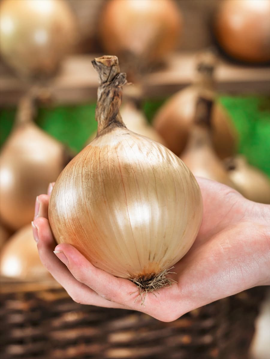 Allium cepa Exhibition in der Hand
