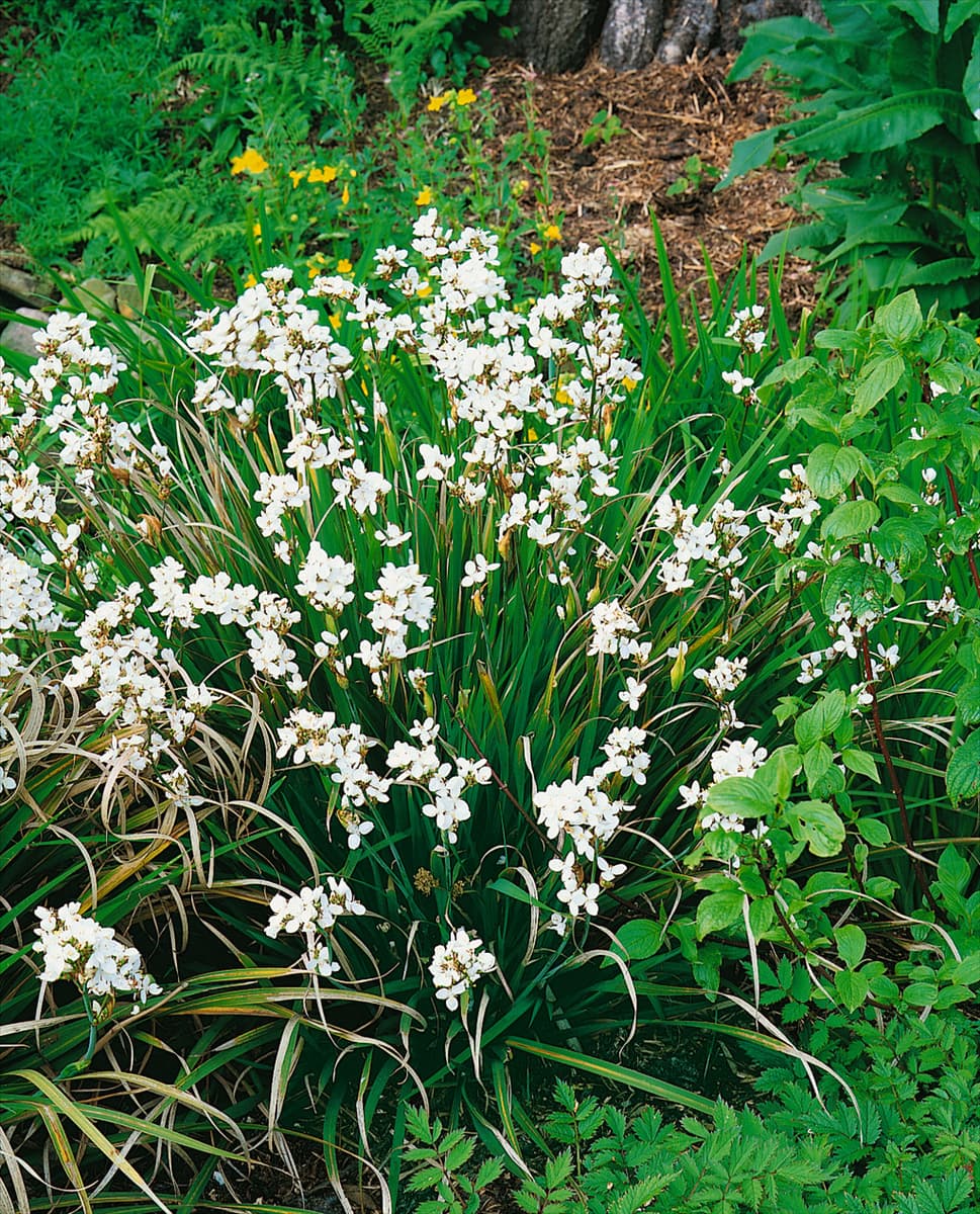 Acorus gramineus Grasartiger Kalmus