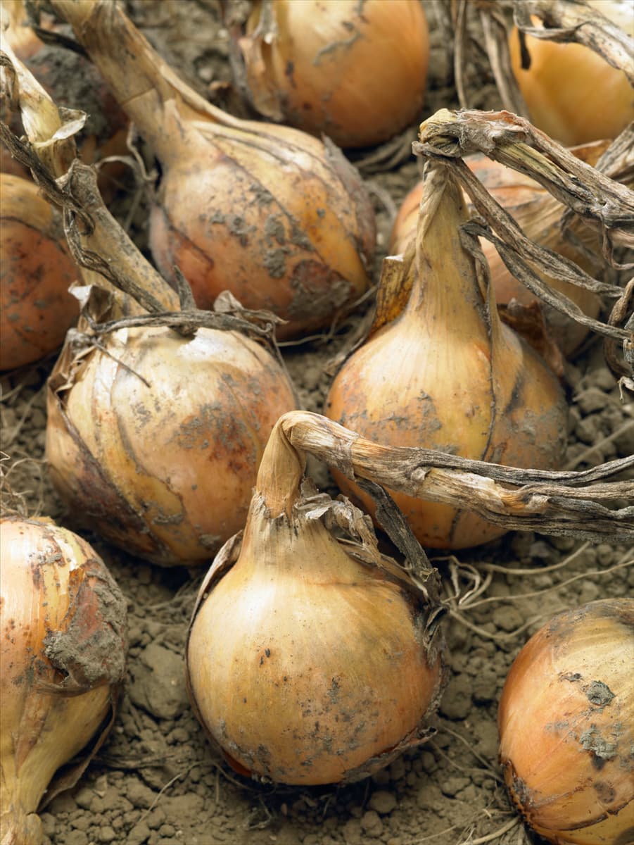 Allium cepa, gelb Küchen-Zwiebel