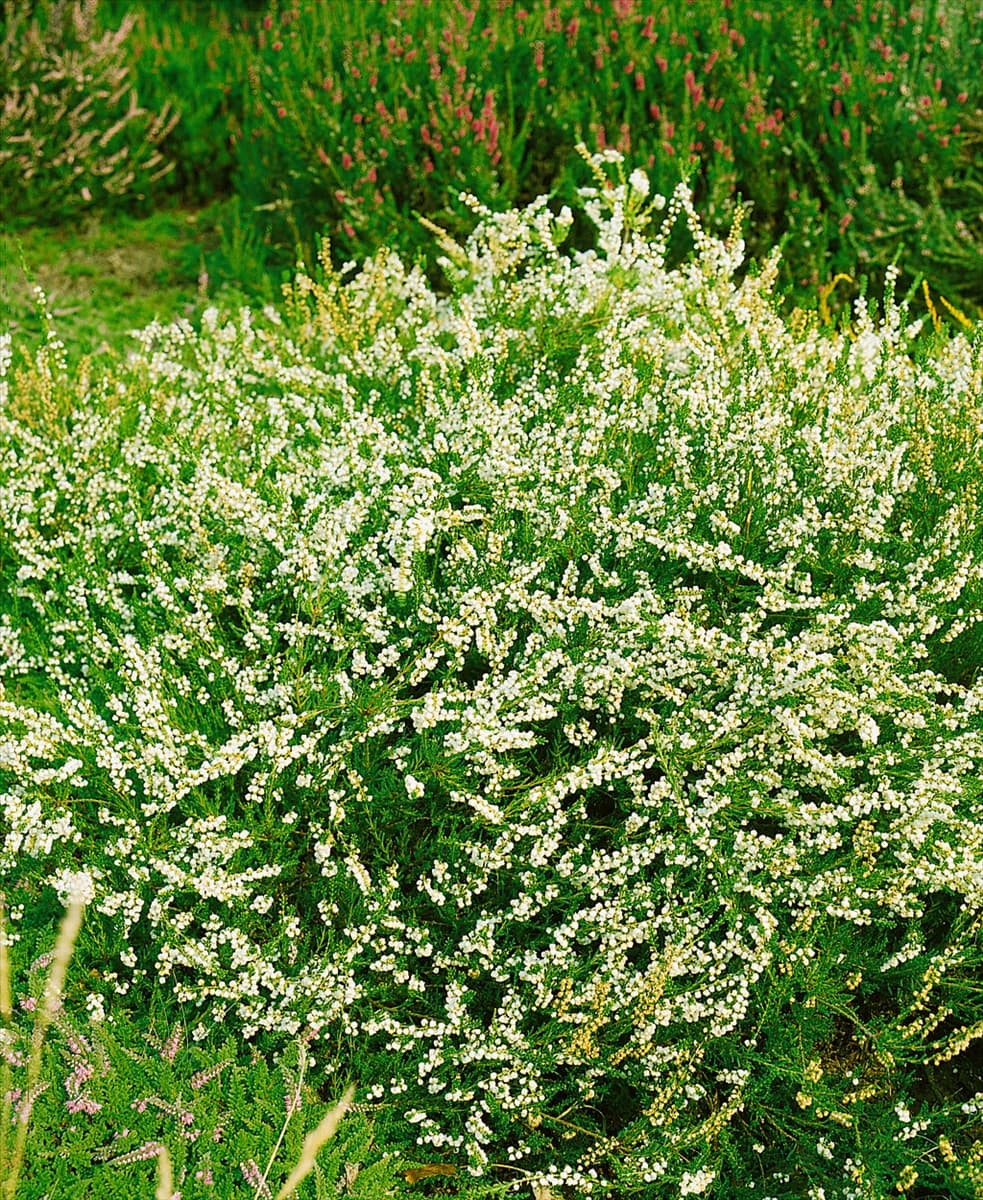 Calluna vulgaris 'Alba Plena' Besenheide 'Alba Plena'