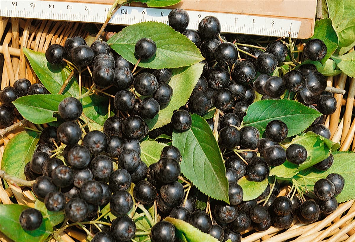 ARONIA MELANOCARPA / Früchte