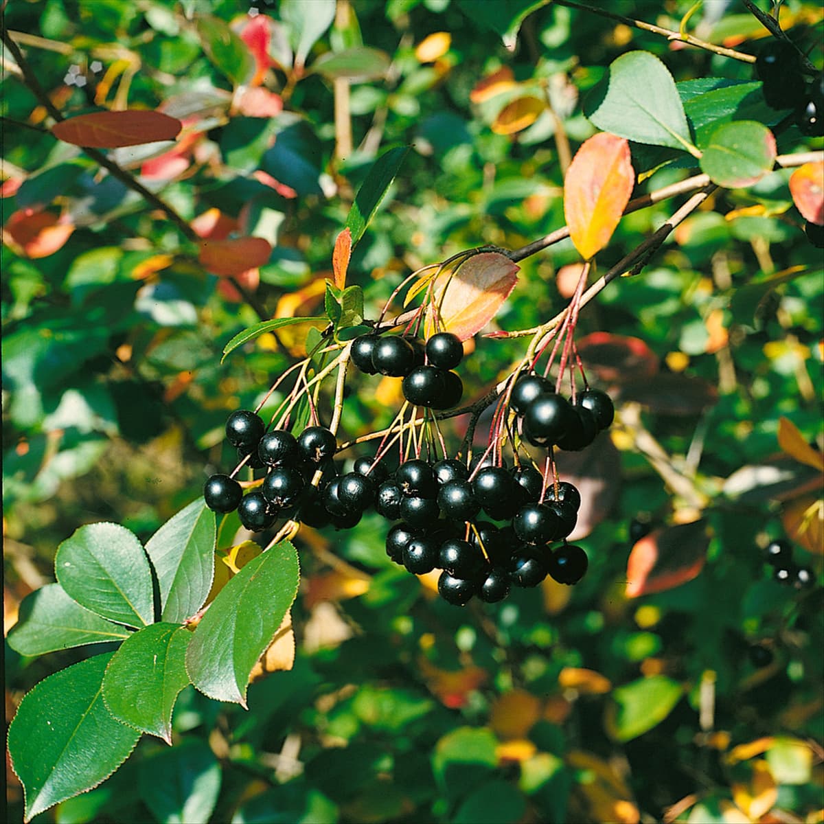 ARONIA MELANOCARPA/FRÜCHTE