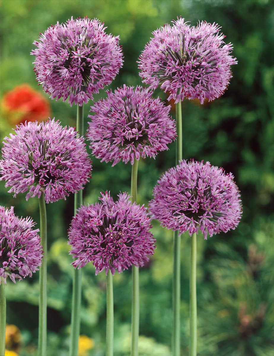 Allium christophii Sternkugel-Lauch