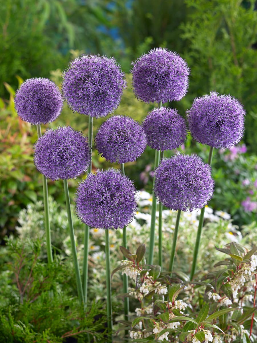 Allium 'Dutchmann' Zierlauch 'Dutchmann'