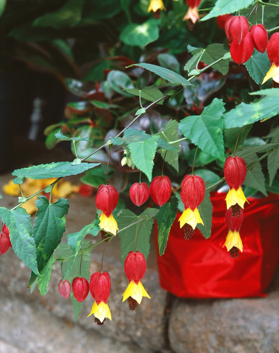 Abutilon megapotamicum Rio-Grande-Abutilon