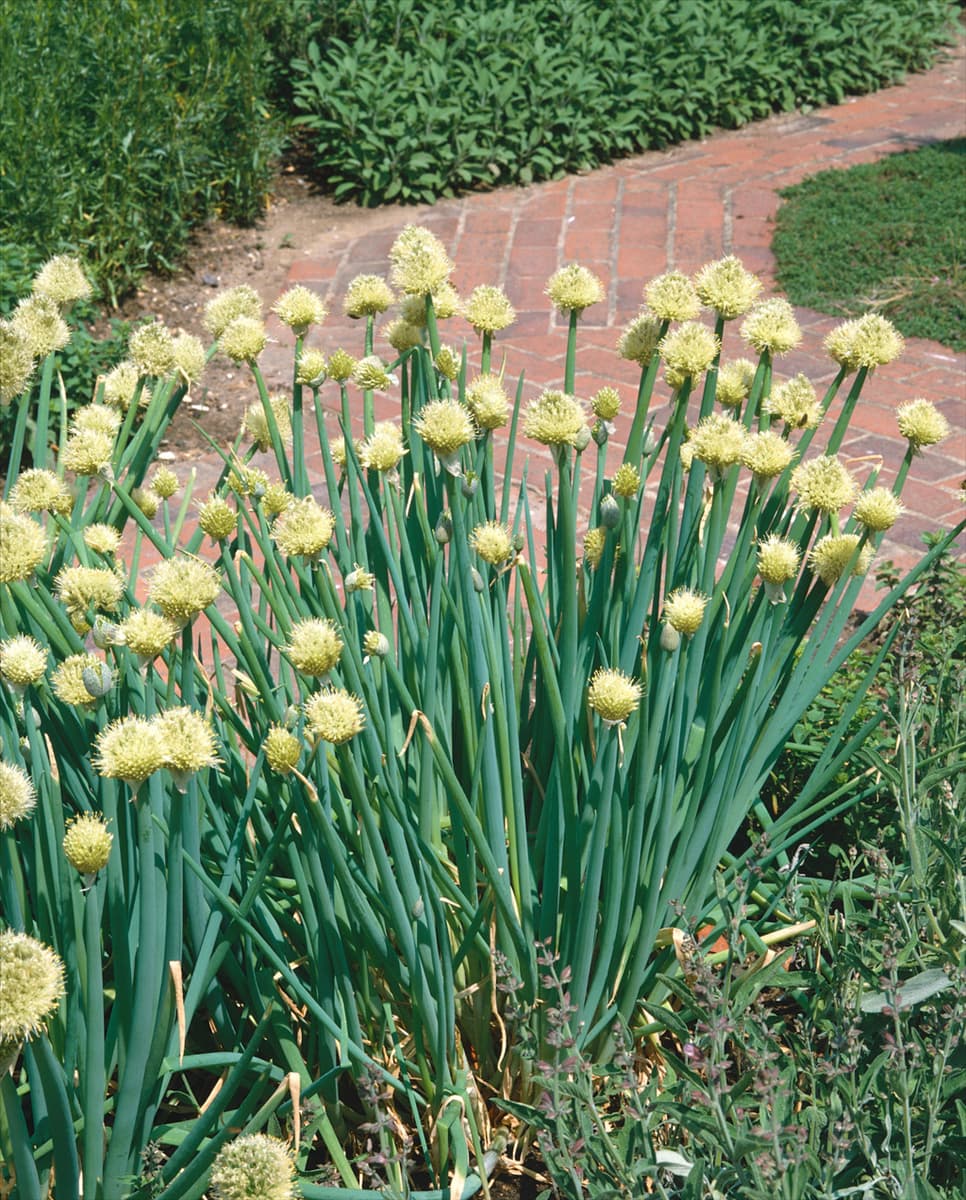 Allium fistulosum Winter-Zwiebel