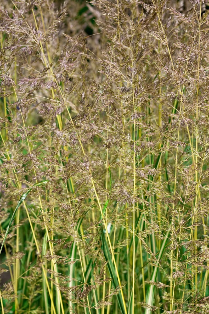 Calamagrostis x acutiflora 'Eldorado' Garten-Reitgras 'Eldorado'