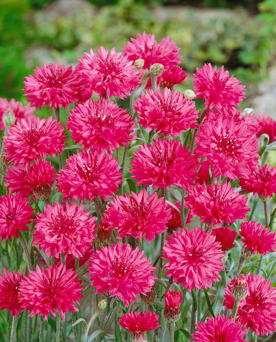 CENTAUREA cyanus Florence Red