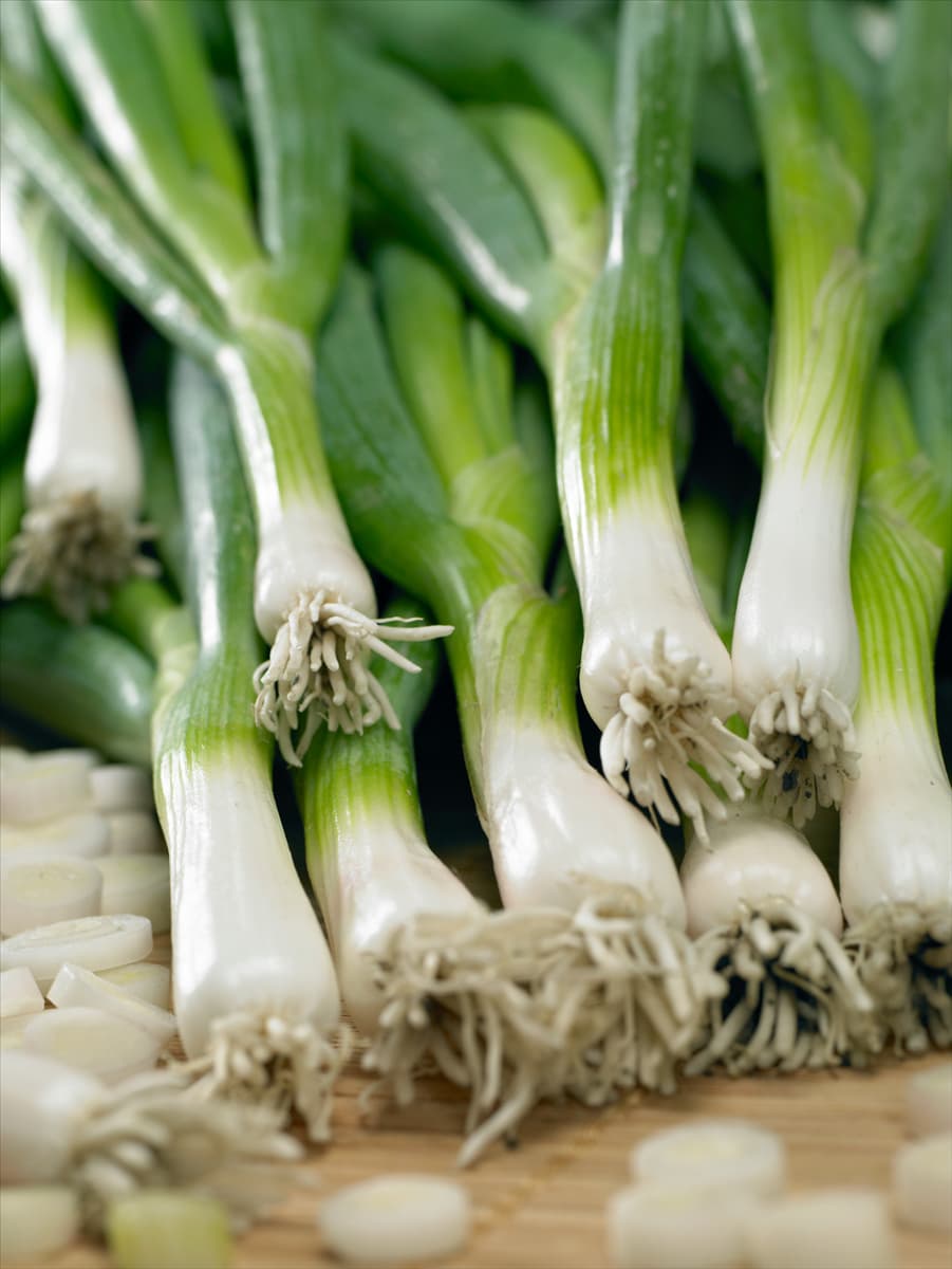 Allium fistulosum 'Freddy' Winterzwiebel 'Freddy'