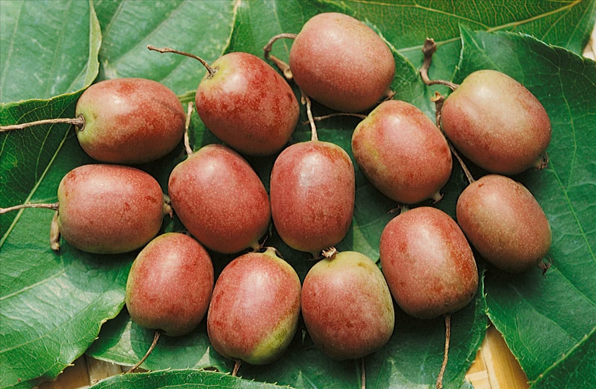 Actinidia kolomikta 'Red Beauty' Kiwi 'Red Beauty'
