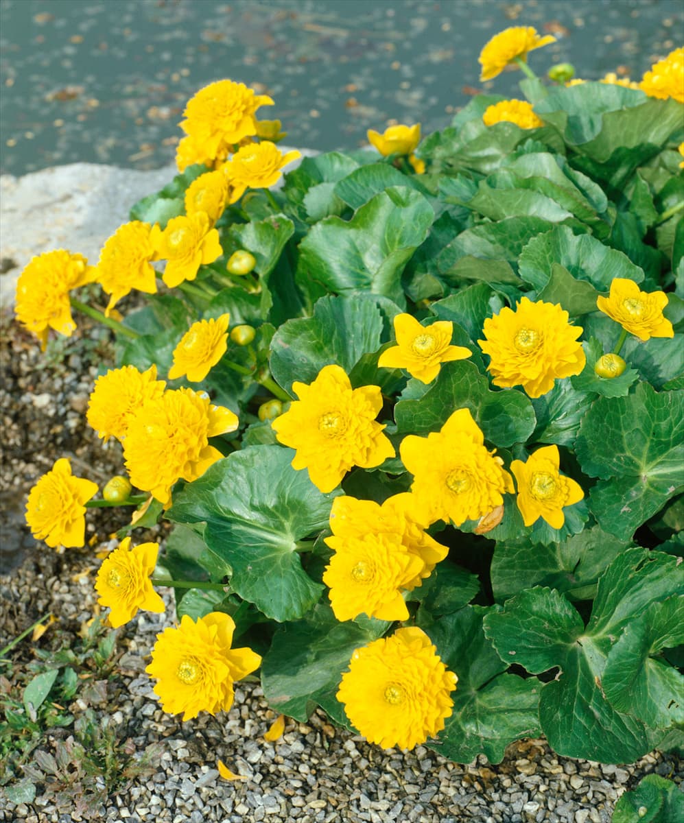 Caltha palustris 'Multiplex' Gefülltblühende Garten-Dotterblume 'Multiplex'